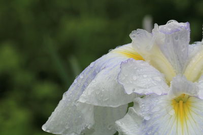 Close-up of water drops on purple flower