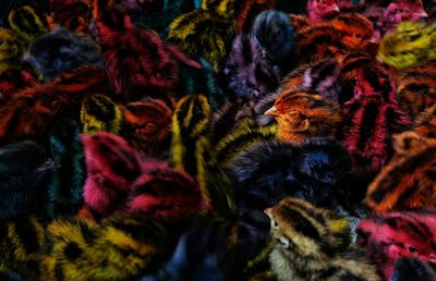 Full frame shot of colorful flowers