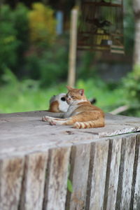 Cats relaxing on wood