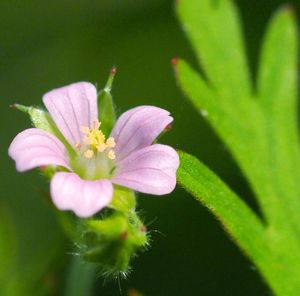 Close-up of pink flowers