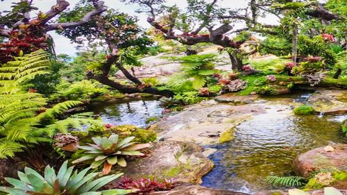 Scenic view of lake and plants