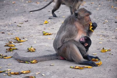 Macaque long tailed monkey, close-up genus macaca cercopithecinae, monkeys in thailand. asia.