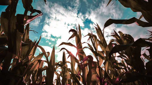 Low angle view of plants against sky