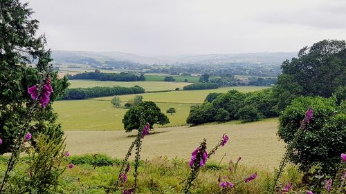 Scenic view of field against sky