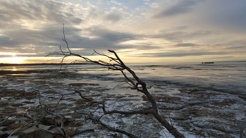 Dead tree at beach against sky during winter