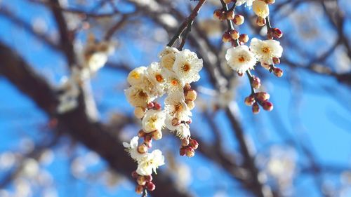 Close-up of white flowers on twig