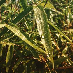 Close-up of wet plants