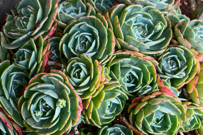 Full frame shot of succulent plants