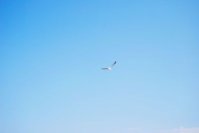 Low angle view of bird flying in sky