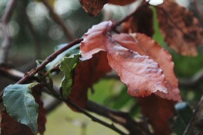 Close-up of leaves against blurred background