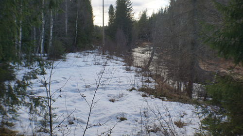 Trees in forest during winter