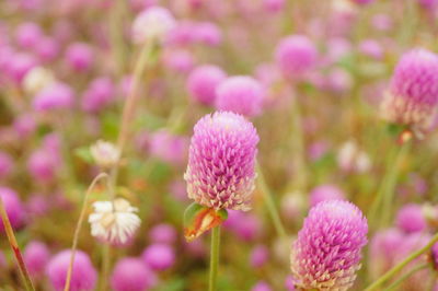 Close-up of pink flowering plants on field