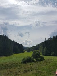 Trees on field against sky