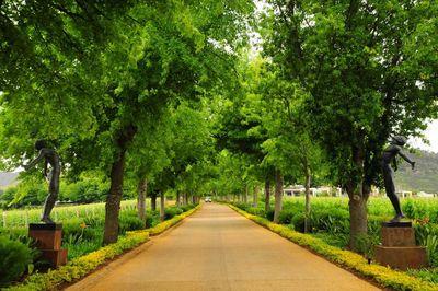 Empty road along trees in park