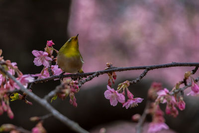 Close-up of pink perching on cherry blossom tree