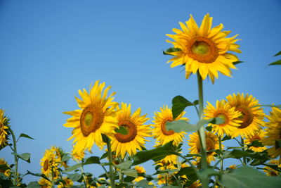 Low angle view of sunflower against sky