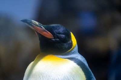 Close-up of penguin