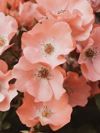 Close-up of pink cherry blossoms