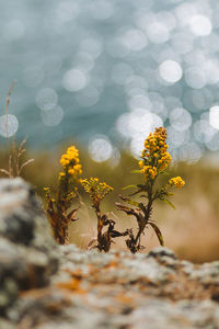 Close-up of yellow flowering plant