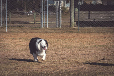 Dog standing on field seen through fence