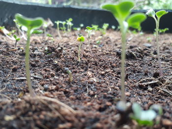 Close-up of plants growing on field