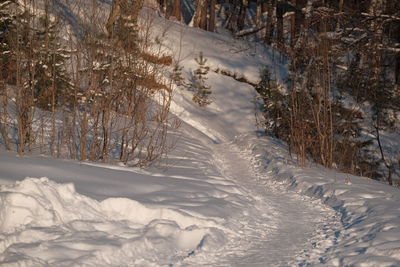 Trees on snow covered landscape