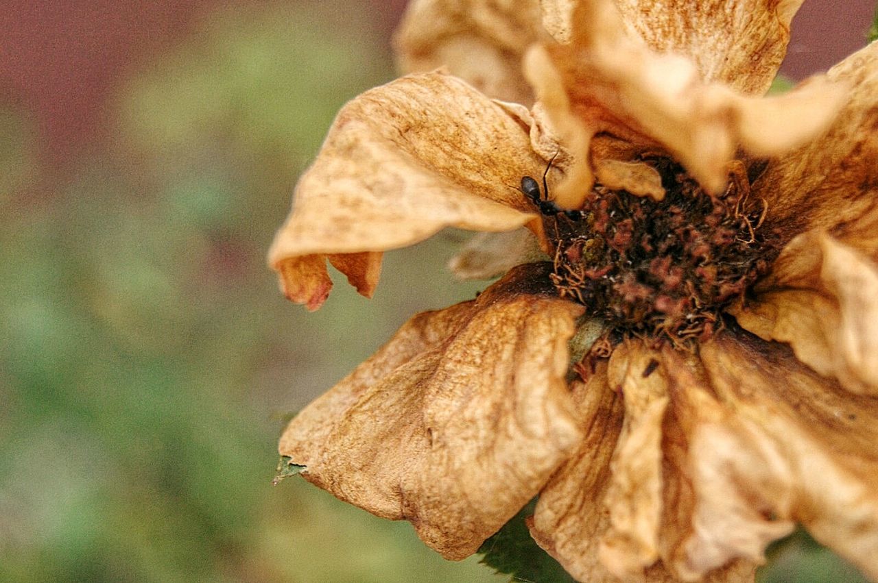 one animal, animal themes, insect, animals in the wild, wildlife, flying, close-up, zoology, focus on foreground, freshness, butterfly, fragility, beauty in nature, animal, nature, flower, hovering, arthropod, honey bee, symbiotic relationship, petal, animal wing, bug, animal behavior