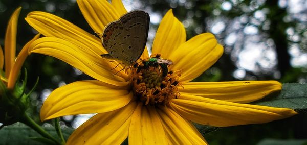 Close-up of butterfly pollinating on yellow flower