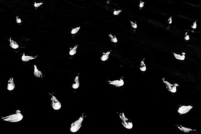 High angle view of ducks in lake