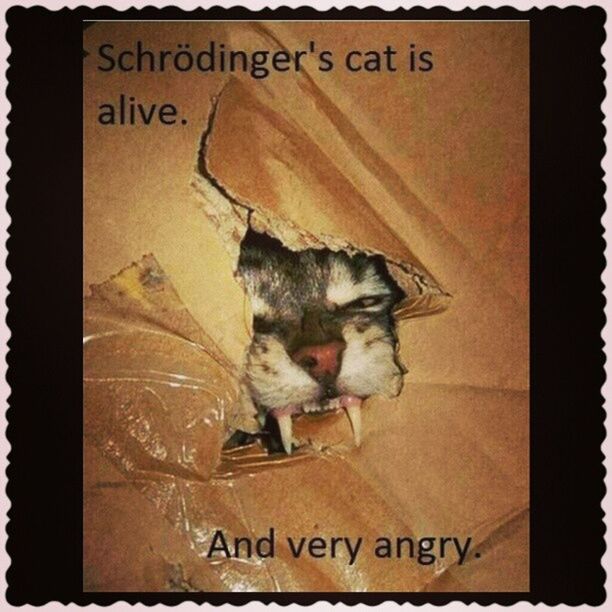 Schroedingers