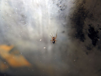 Close-up of insect on glass window