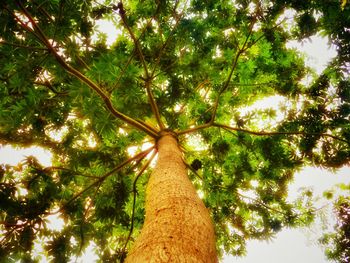 Low angle view of trees in forest