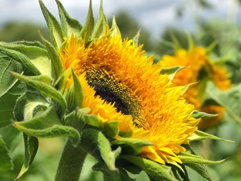 Close-up of sunflower blooming outdoors