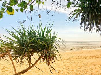 Palm trees on beach against sky