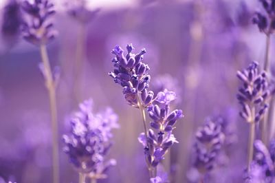 Close-up of purple flowering plant