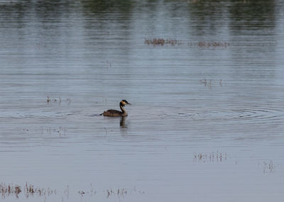 Ducks swimming in lake