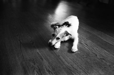 Dog relaxing on wooden floor