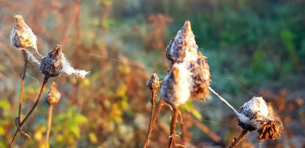 Close-up of wilted plant on field