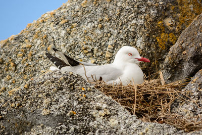 Close-up of birds perching on rock