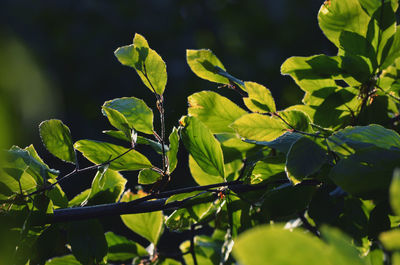 Close-up of fresh green leaves