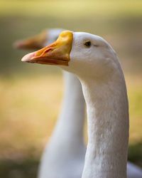 Close-up of a bird