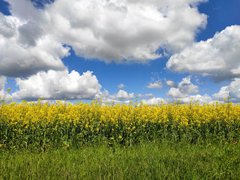 Scenic view of oilseed rape field against cloudy sky