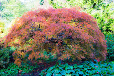 Trees and plants during autumn