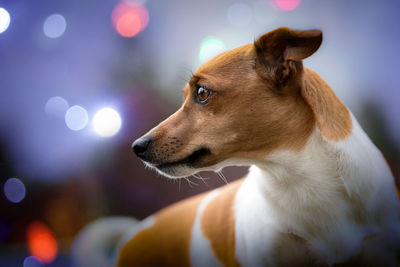 Close-up of dog looking away