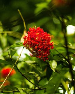 Close-up of red flowering plant