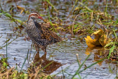 Bird in a lake