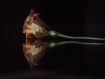 Close-up of rose against black background