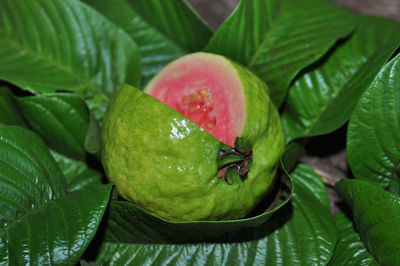 Close-up of wet plant