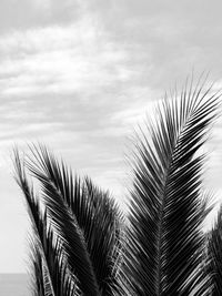 Low angle view of palm trees against sky