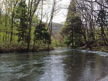 River in forest